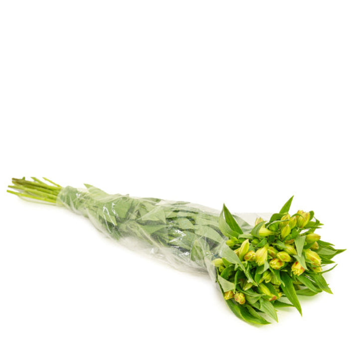 Yellow Alstroemeria flowers from SQ Flora Kenya, 10 stems of vibrant, fresh cut flowers on a white background.