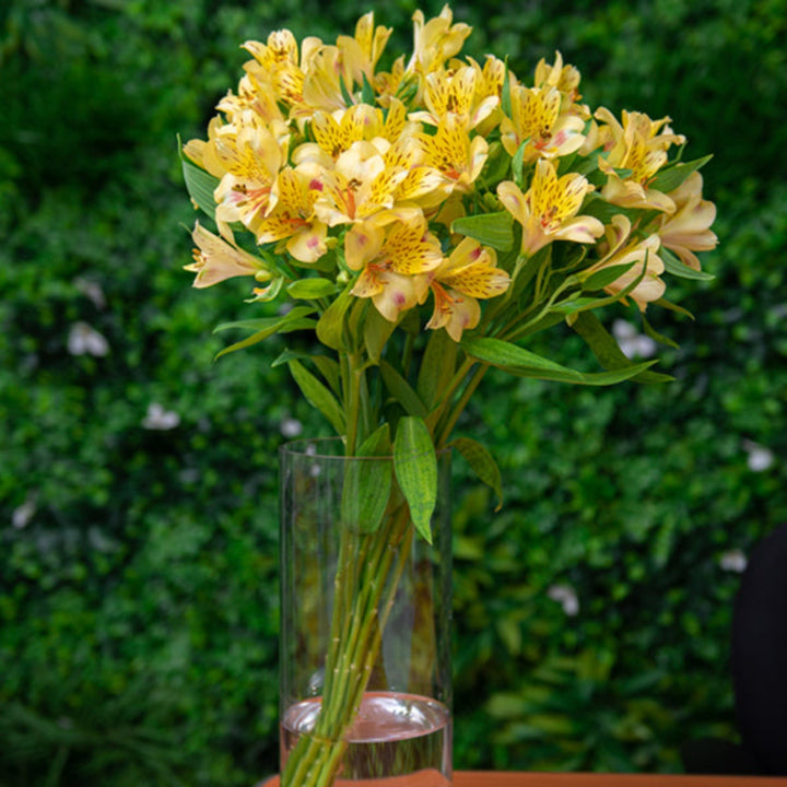 Bright yellow Alstroemeria flowers with 10 stems, arranged in a bouquet, from SQ Flora Kenya.