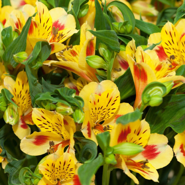 Yellow Alstroemeria flower stems from SQ Flora Kenya, showing fresh, vibrant blooms with green foliage on 10 stems.