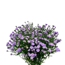 Aster, Light Purple, 10 Stems