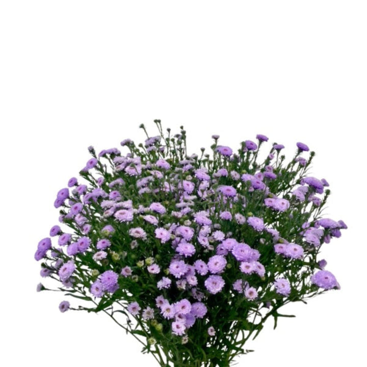 Light purple Aster flowers on 10 stems from SQ Flora Kenya, showcasing vibrant blooms and lush green foliage.