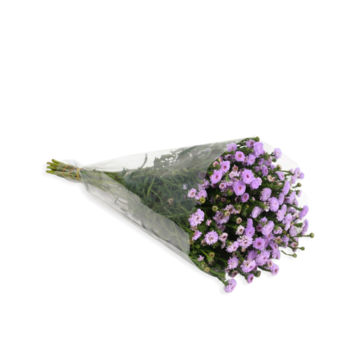 Light purple Aster flower stems from SQ Flora Kenya, showcasing 10 vibrant blooms in a natural arrangement.