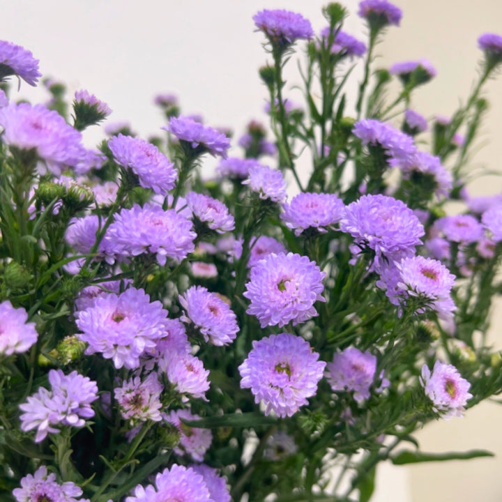Light purple Aster flowers from SQ Flora Kenya, arranged in a bouquet with 10 stems showing vibrant blooms and green foliage.