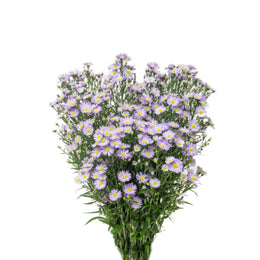 Aster Cassandra, 10 Stems