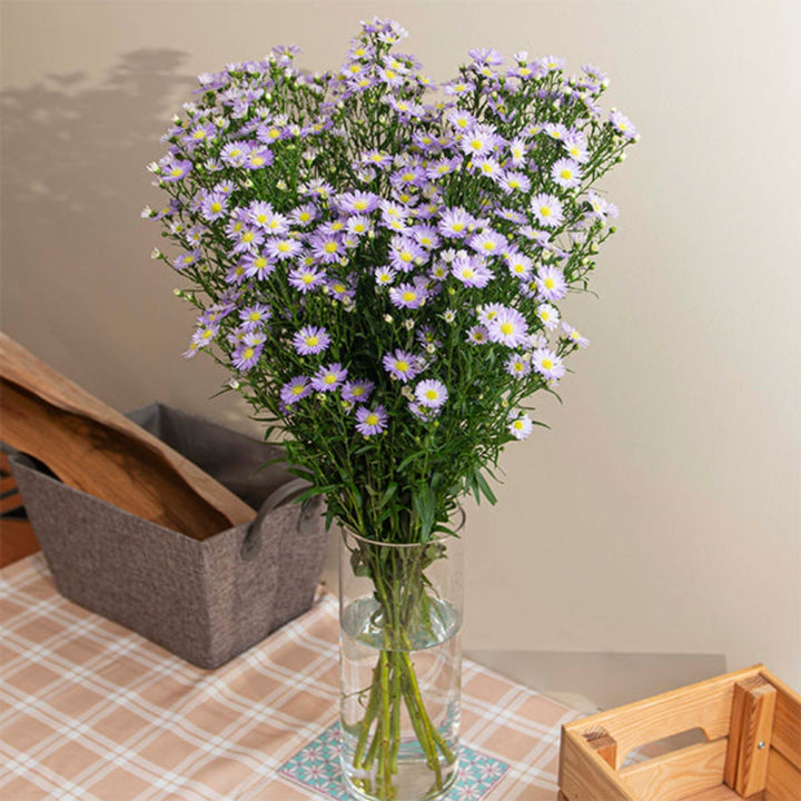 Black Tulip Aster Cassandra flower stems, featuring 10 vibrant purple blooms with green foliage on a neutral background.