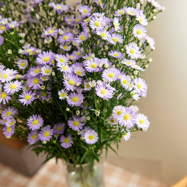 Black Tulip Aster Cassandra flower stems with vibrant purple blooms and green foliage, arranged in a natural bouquet.