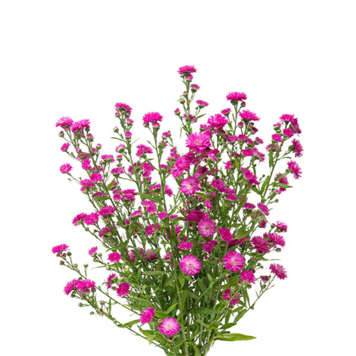 Bright pink Aster flowers on 10 stems from Black Tulip, showcasing vibrant hot pink blooms against a natural background.