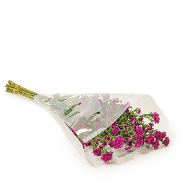 Bright pink Aster flowers on 10 stems from Black Tulip, showcasing vibrant blooms and lush greenery.