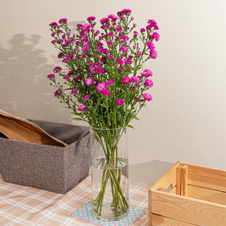Bright hot pink Aster flowers with 10 stems from Black Tulip, showcasing vibrant blooms and green foliage.