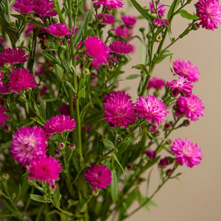 Bright hot pink Aster flowers on 10 stems, arranged in a bouquet, from Black Tulip.