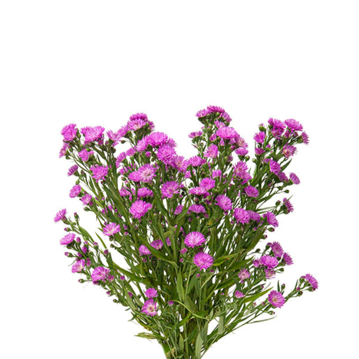Light purple Aster flowers on 10 stems from Black Tulip, showcasing vibrant blooms and lush green foliage.