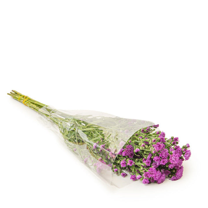 Light purple Aster flowers on 10 stems from Black Tulip, showcasing vibrant blooms and green foliage.