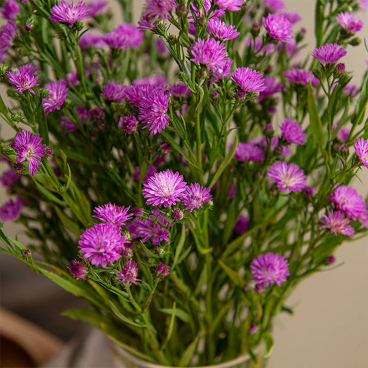 Light purple Aster flowers from Black Tulip in a bouquet of 10 stems, showcasing delicate petals and vibrant color.