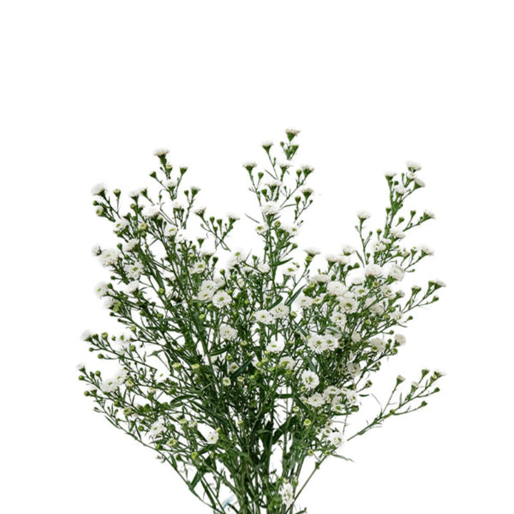 White Aster flowers in a bouquet, arranged with 10 stems, from Black Tulip, showcasing fresh, vibrant blooms.