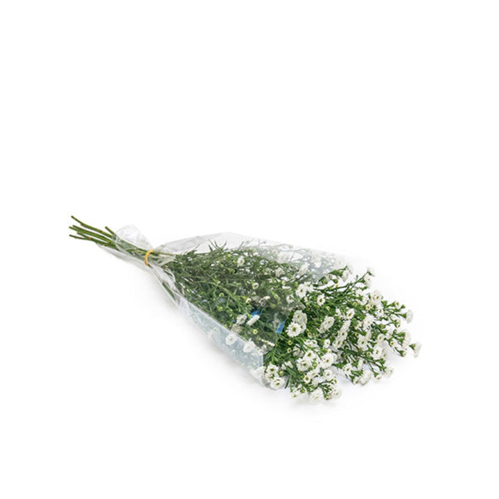 White Aster flowers with 10 stems, arranged in a bouquet, showcasing delicate petals and greenery, by Black Tulip.