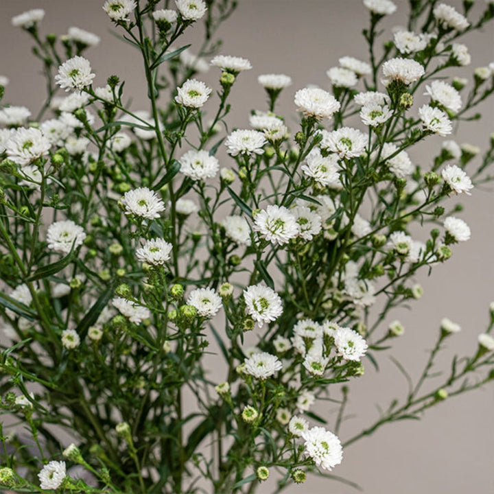 White Aster flower stems from Black Tulip, showing 10 fresh blooms with green leaves on a plain background.