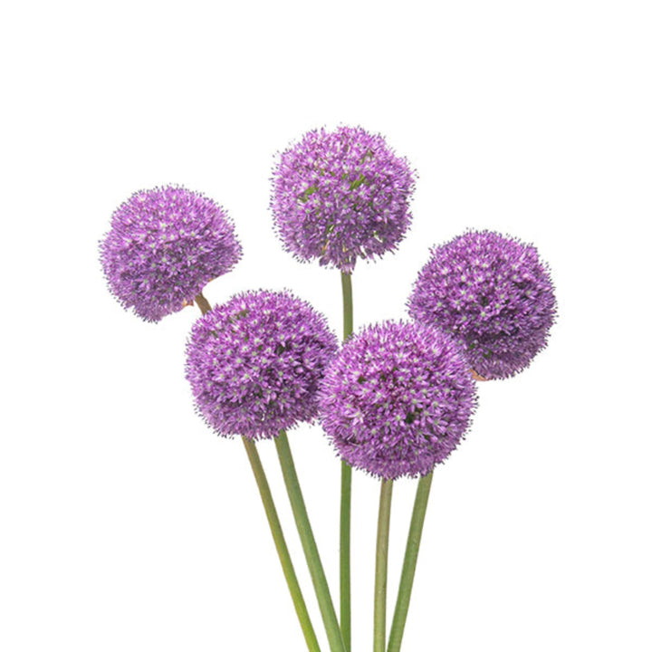 Fresh Flower Holland Allium Giganteum flower stems with large purple blooms on tall green stems.