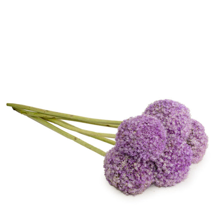 Bright Allium Giganteum flower stems from Fresh Flower Holland, featuring large purple blooms and green stems.