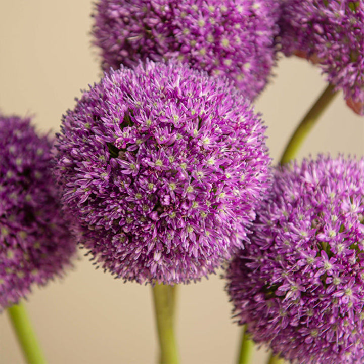 Fresh Flower Holland Allium Giganteum flower stems, large purple blossoms on tall green stems, arranged in a bouquet.