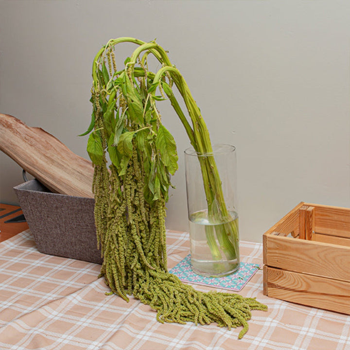 Green Amaranthus flower stems from Gold Petals China, showing five vibrant, lush green flower stems arranged naturally.