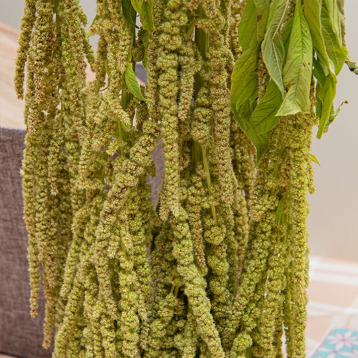 Fresh green Amaranthus flower stems from Gold Petals China, showcasing vibrant, lush foliage for floral arrangements.