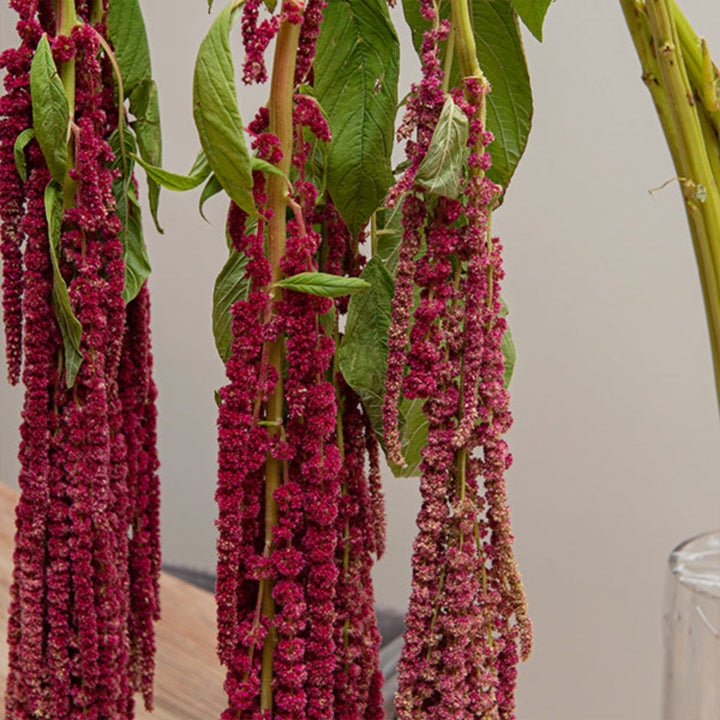 Red Amaranthus flower stems from Gold Petals China, showcasing vibrant, cascading red blooms ideal for floral arrangements.