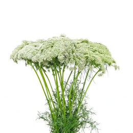 Ammi Visnaga, Khella, 10 Stems