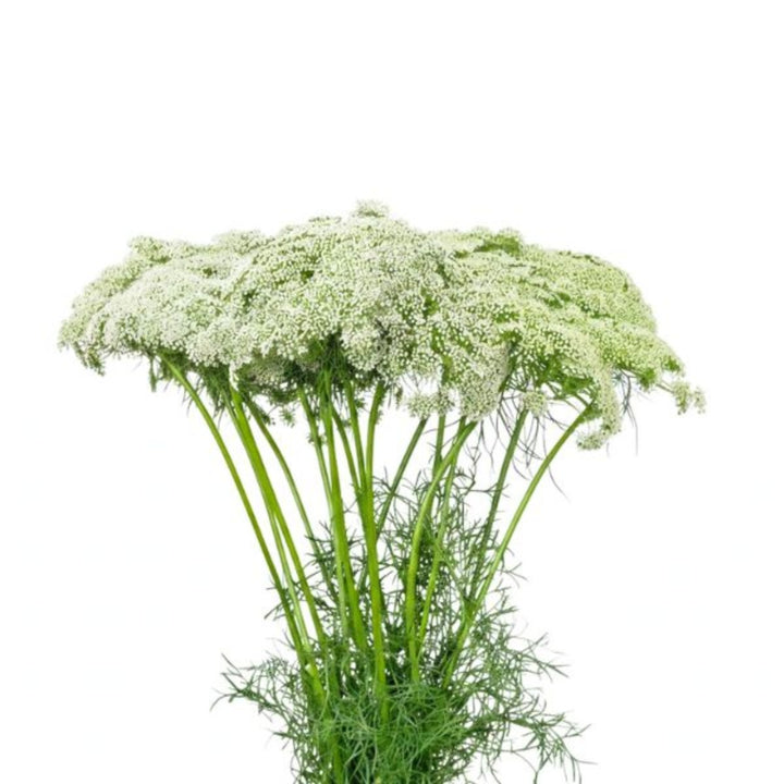 Fresh Ammi Visnaga (Khella) flower stems from SQ Flora Kenya, showcasing delicate white blossoms on multiple stems.