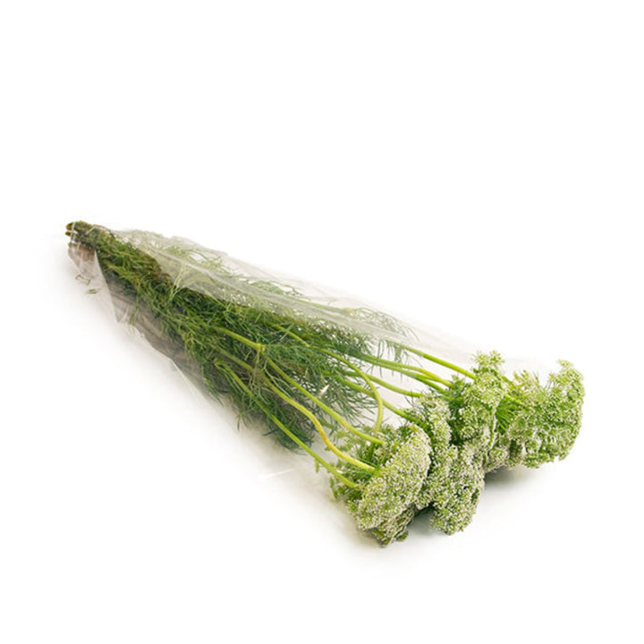 Fresh Ammi Visnaga flowering stems from SQ Flora Kenya, showcasing delicate white blooms on multiple stems.