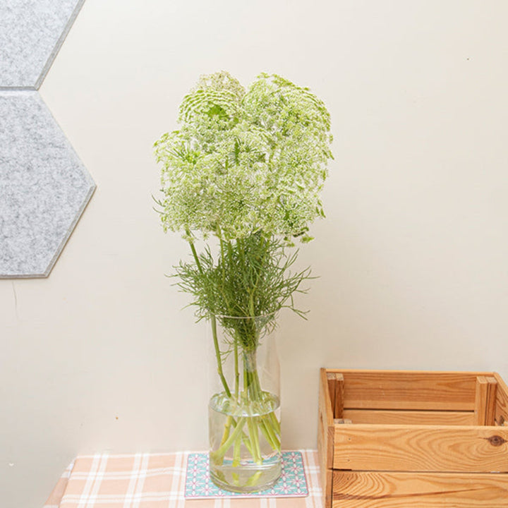 Fresh Ammi Visnaga (Khella) flower stems from SQ Flora Kenya, showcasing delicate white blossoms on multiple stems.
