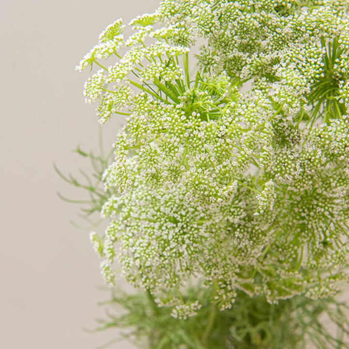 Ammi Visnaga flower stems from SQ Flora Kenya, showing delicate white blooms on multiple stems.