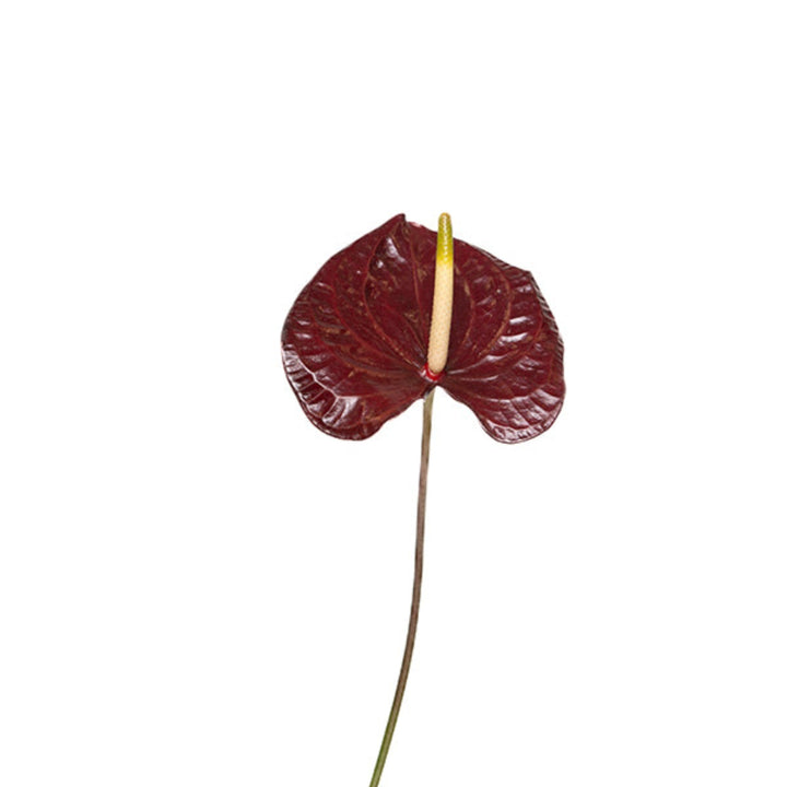 Single stem of Maravilla Black Anthurium flower from Fresh Flower Holland, showcasing glossy black leaves and vibrant spadix.