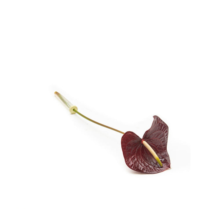 Single stem of Maravilla Black Anthurium flower from Fresh Flower Holland, showcasing glossy black spathes and vibrant floral structure.