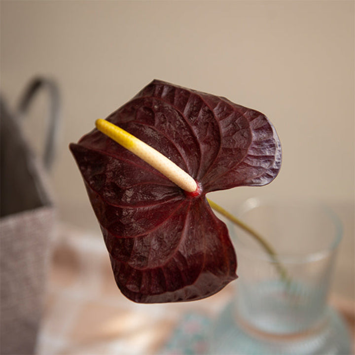 Single stem of Maravilla Black Anthurium flower by Fresh Flower Holland, showcasing its glossy black spathe and vibrant spadix.