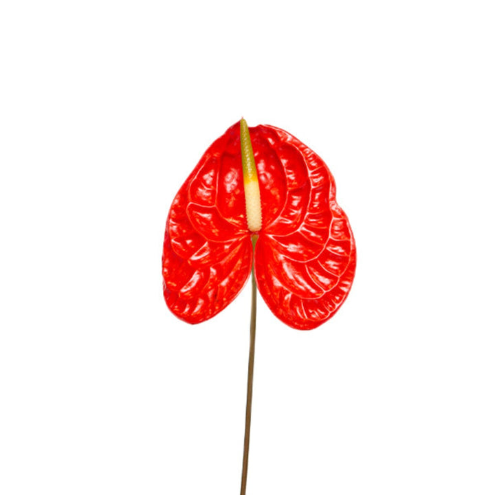 Single red Anthurium tropical flower on a stem, bright red blooms, fresh tropical flower from Fresh Flower Holland.