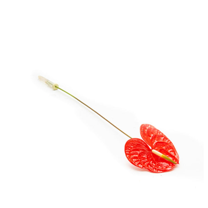 Single stem of Fresh Flower Holland tropical red anthurium flower, vibrant red heart-shaped spathes with glossy green leaves.