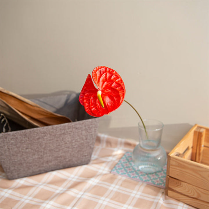 Single stem of Tropical Red Anthurium flower from Fresh Flower Holland, with vibrant red spathes and glossy green leaves.