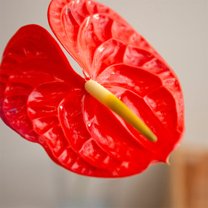 Single stem of Tropical Red Anthurium flower from Fresh Flower Holland, vibrant red color with glossy leaves.