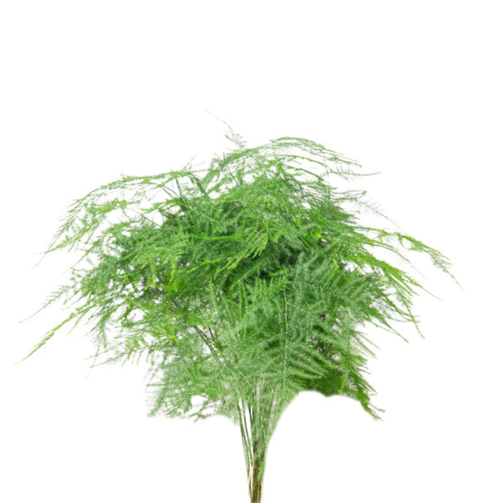 Asparagus Fern flower with 25 stems, fresh green foliage, and delicate fronds, by Fresh Flower Holland.