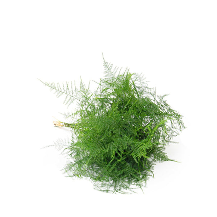 Fresh Asparagus Fern flower stems from Fresh Flower Holland, showing vibrant green foliage and multiple stems arranged naturally.
