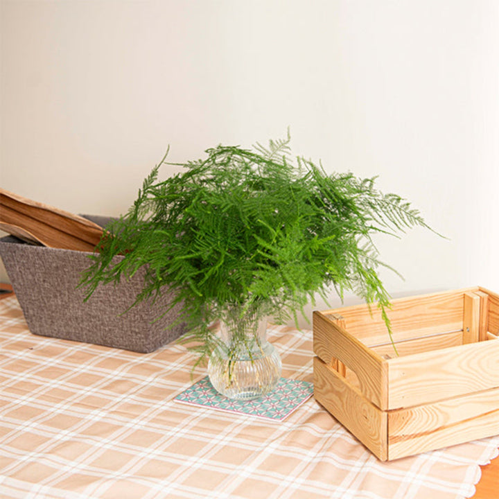 Asparagus Fern flower with 25 stems, fresh green foliage, and delicate fronds from Fresh Flower Holland.