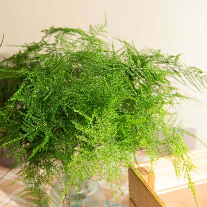 Fresh Flower Holland asparagus fern flower with 25 stems, lush green foliage perfect for floral arrangements.