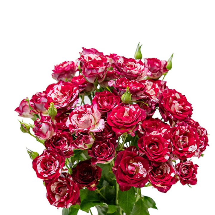 Baby Rose Twinkle Blossoms flower stems from SQ Flora Kenya, featuring 10 delicate pink roses with green foliage.