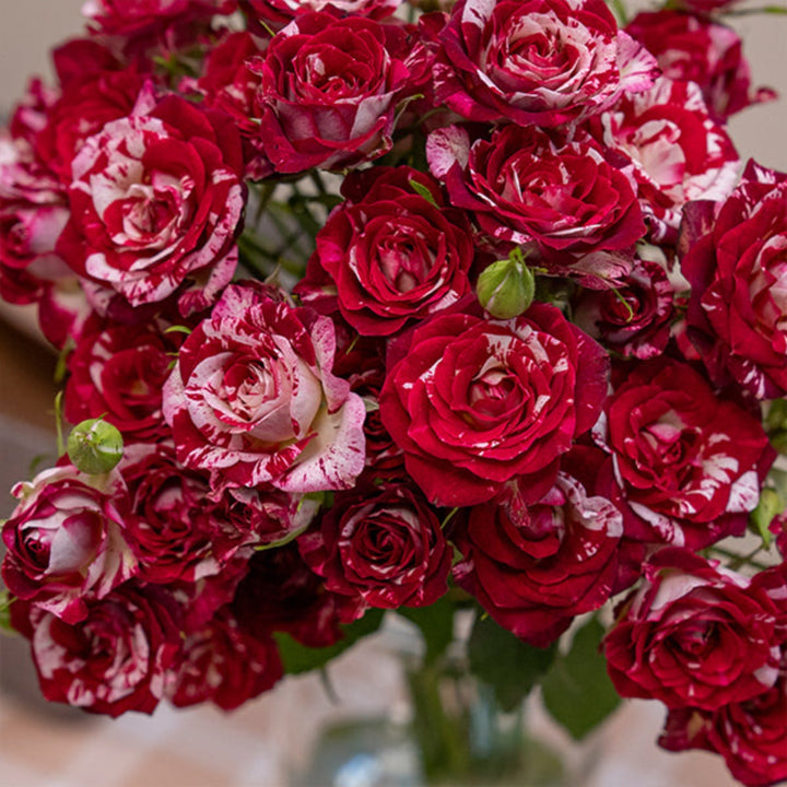 Baby Rose Twinkle Blossoms flower bouquet with 10 stems from SQ Flora Kenya, featuring delicate pink blooms and lush green leaves.