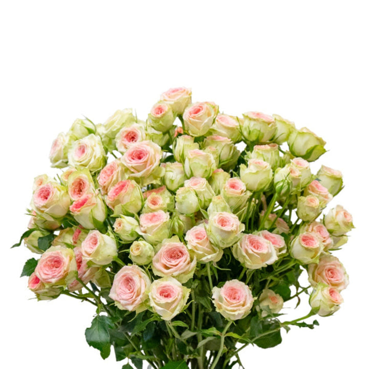 Bouquet of 10 Baby Roses flowers by SQ Flora Kenya, showcasing delicate pink blooms and green foliage in a natural arrangement.