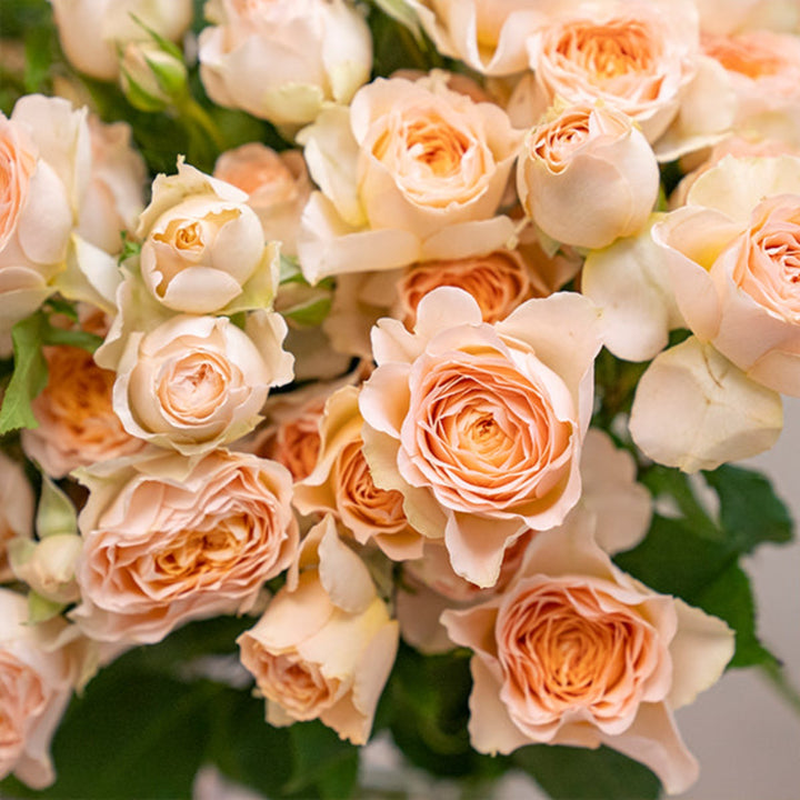 Bouquet of 10 baby roses from SQ Flora Kenya in a floral arrangement on a neutral background.