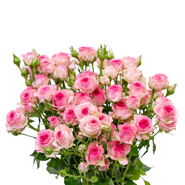 Bouquet of 10 Baby Roses from Tra-La-La by SQ Flora Kenya, showcasing delicate pink flower stems.