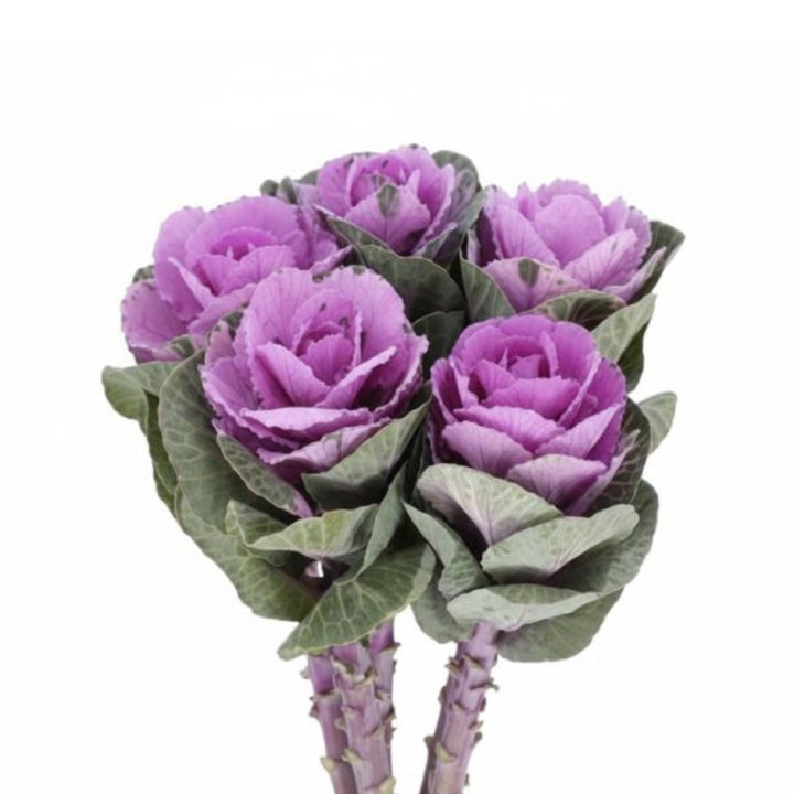 Bright red Brassica Oleracea flower stems from Fresh Flower Holland, showcasing vibrant blooms and green foliage.