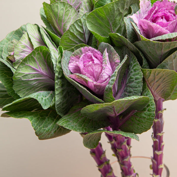 Fresh Flower Holland Brassica oleracea red flower stems, vibrant and colorful, displayed in a natural arrangement.