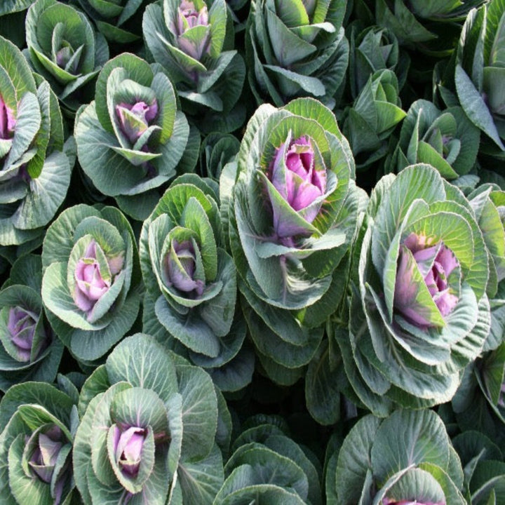 Bright red Brassica oleracea flower stems from Fresh Flower Holland, showcasing vibrant blossoms and lush green stems.